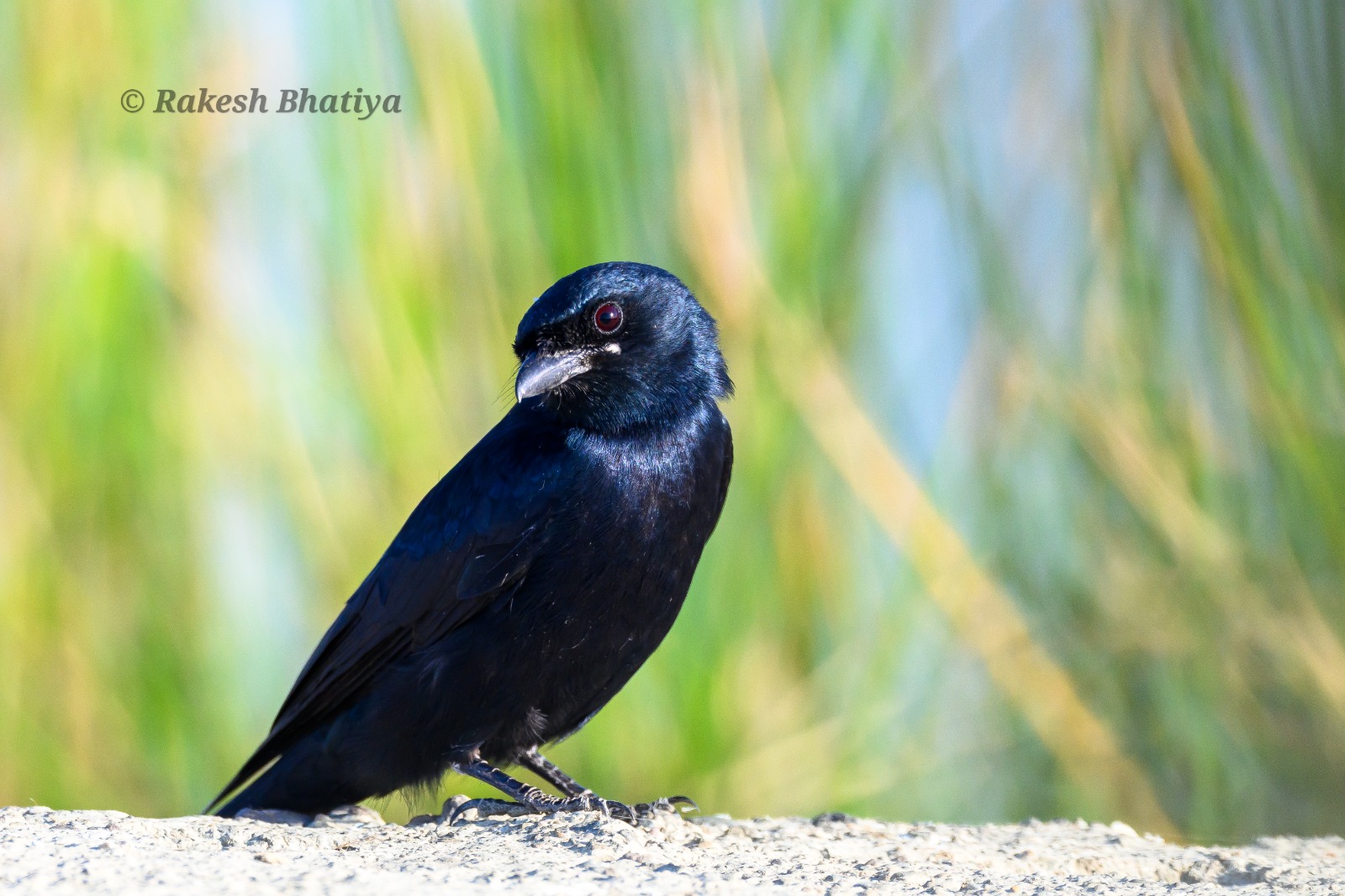 Black Drongo